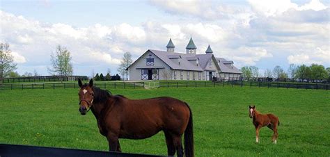 Kentucky Bluegrass Things To Do Horse Farms Kentucky Horse Barns