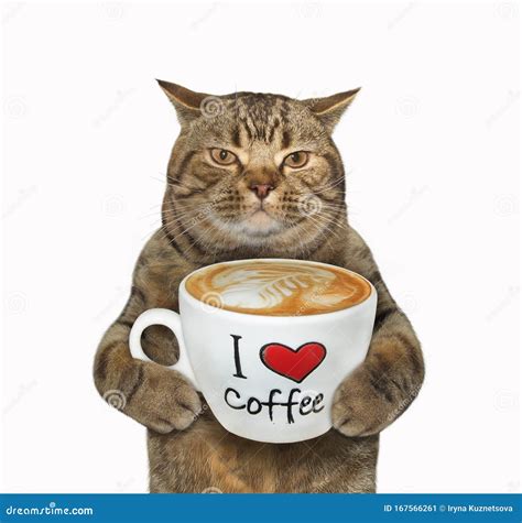 Cat Holds Cup Of Coffee With Text Stock Image Image Of Love Holiday