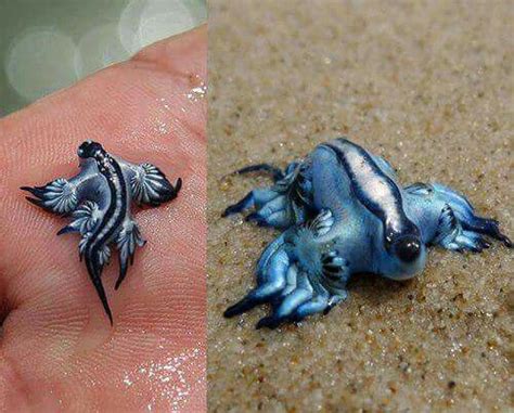 The Blue Dragon....worlds smallest mollusk | Sea Animals ...