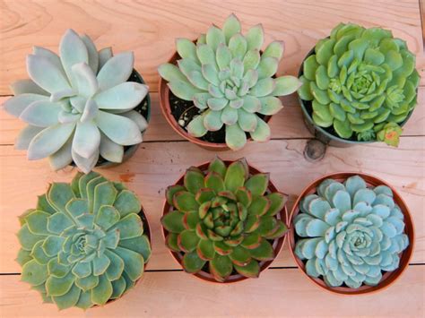 10 Tips For Healthy Succulents World Of Succulents