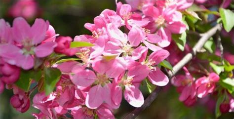 5 Best Trees For The Midwest Gardener