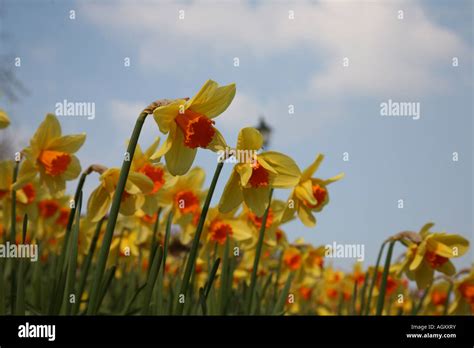 Daffodils Against Blue Sky Stock Photo Alamy