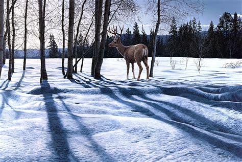 Free Wallpaper Deer In Snow Wallpapersafari