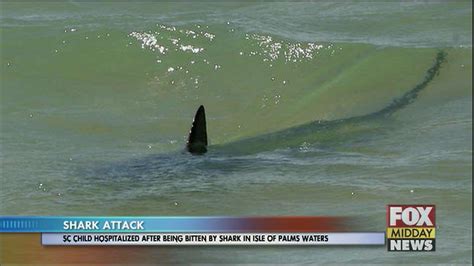 Shark Attack In South Carolina Waters Wfxb