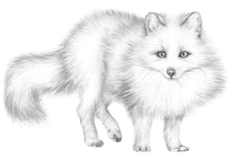 Arctic Fox Drawing At Explore Collection Of Arctic