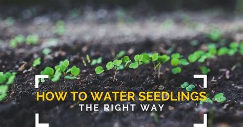 Can you eat nectarine seeds? How to Water Seeds and Seedlings - Gardening Channel