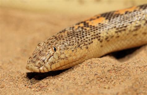 Arabia Sand Boa Eryx Jayakari Harmless Snakes Snake Reptiles