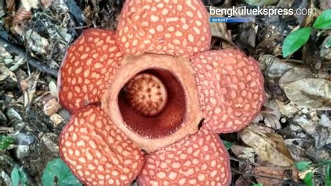 Bunga Rafflesia Arnoldi Youtube