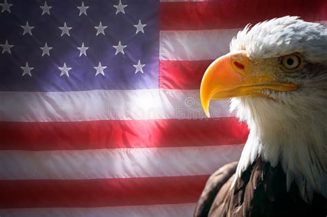 American Flag And Eagle Stock Image Image Of United Eagle 7604057