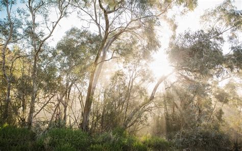 Image Of Sun Shining Through Aussie Bush Austockphoto