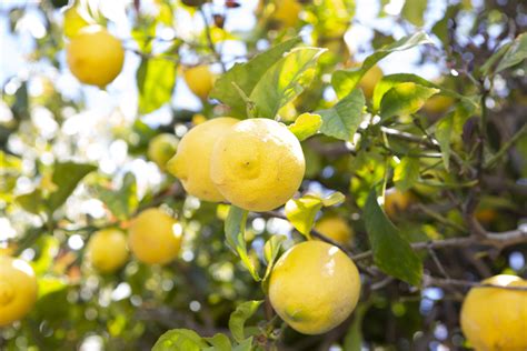 How to Grow Lisbon Lemon Trees