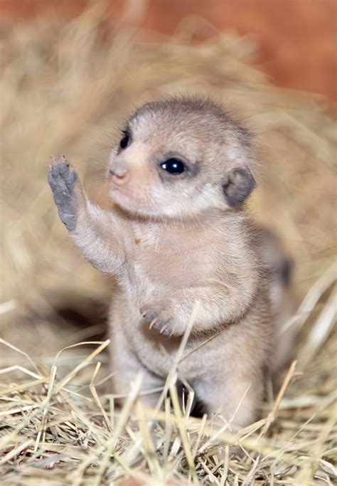 Miami Zoo Shares Meerkat Baby Photos And Its Enough To Cheer Up Your