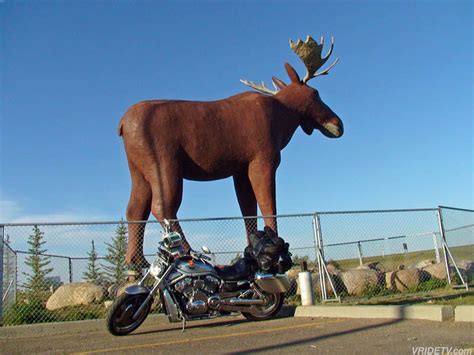 The tallest tree of all was only discovered in 2006, by naturalists chris atkins and michael taylor. World's largest moose | Mac the moose is the World's ...