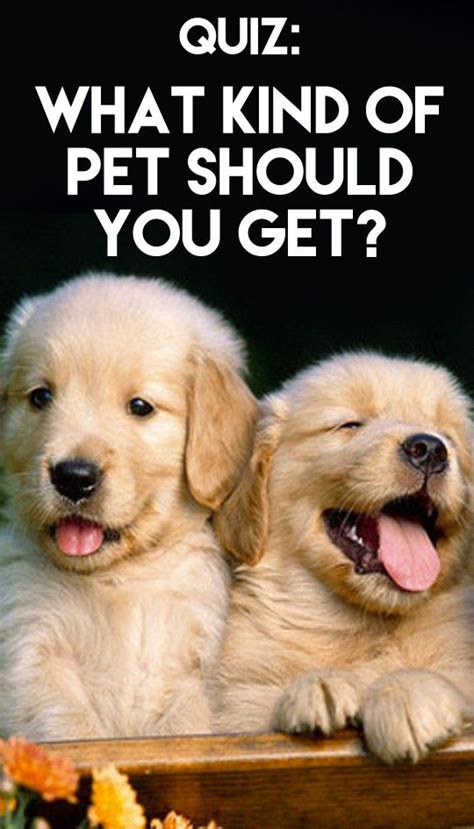 What Kind Of Pet Should You Get Puppies Cute Puppies Cute Animals