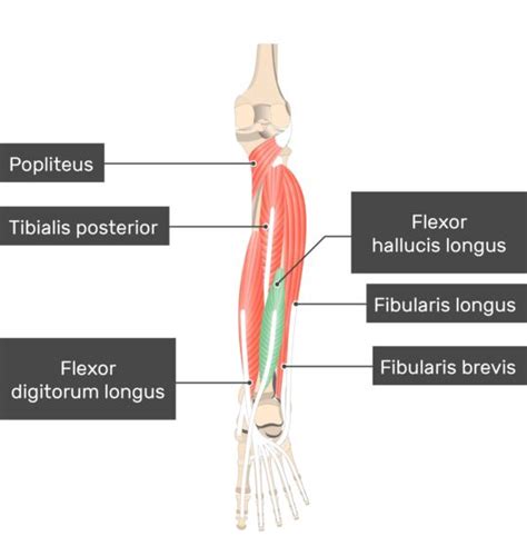 Flexor Hallucis Longus Muscle Attachments Actions Innervation