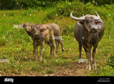 Asian Water Buffalo Wild Water Buffalo Carabao Bubalus Bubalis