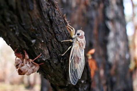 Yes Cicadas Are Safe To Eat — And Theyre Delicious Press Room Montclair State University