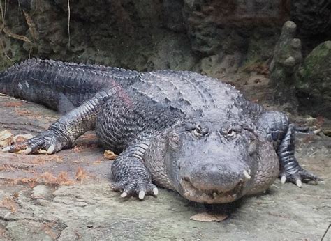 American Alligator - Cincinnati Zoo & Botanical Garden®