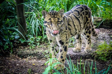 Species Spotlight Clouded Leopard