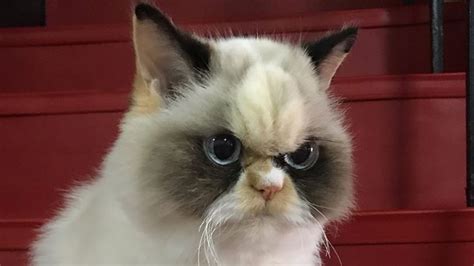 Meow Meow La Heredera De Grumpy Cat La Felina Enfadada De Internet