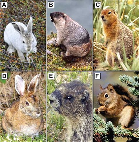 Beyond these few common traits, however, mammals are wildly diverse in shape, size. Small Mammals as Indicators of Climate, Biodiversity, and ...