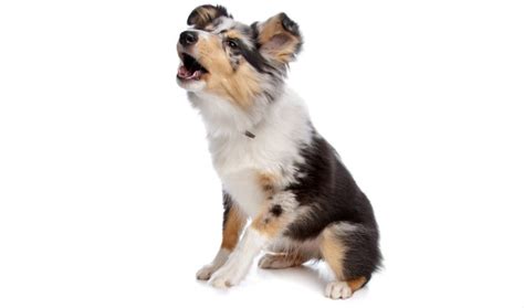 Puppies barking are about the cutest thing you'll find, even though it may sometimes be annoying. How to Stop a Dog From Barking - Fortiscorde Gundogs