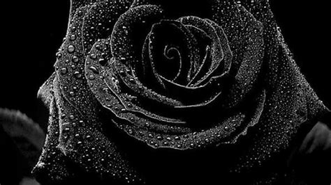 Black Rose Backgrounds Wallpaper Cave