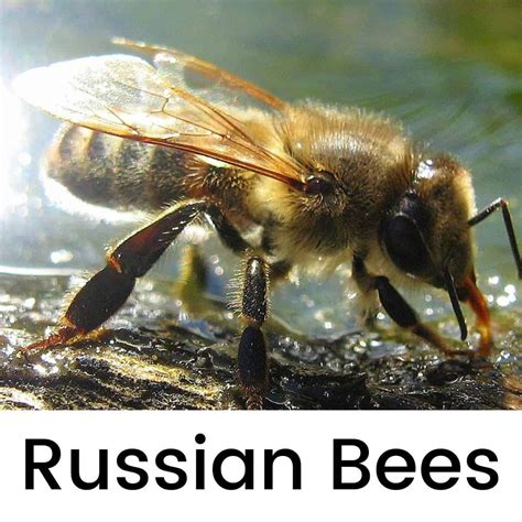 Understanding Russian Honey Bees A Guide For New Beekeepers Carolina