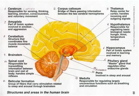 Brain Anatomy And Function Brain Structure Brain Parts And Functions