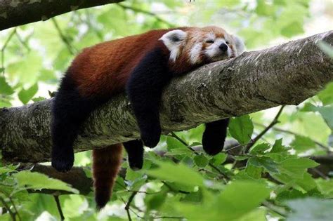 Red Panda Sleeping On A Branch Raww