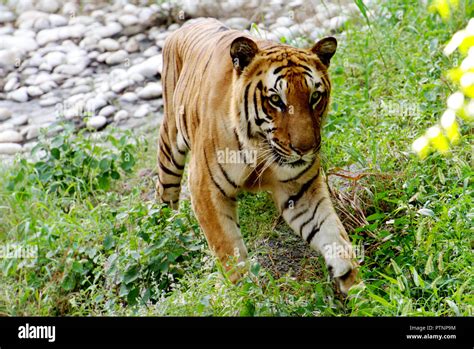 Royal Bengal Tiger Stock Photo Alamy