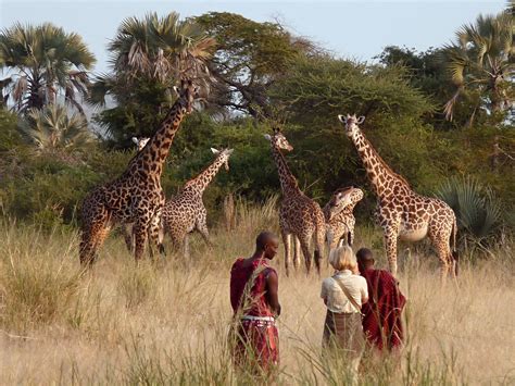 Best Rwanda Safari Luxury Itinerary Extraordinary Journeys