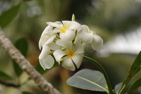 See reviews and photos of parks, gardens & other nature attractions in vanuatu on tripadvisor. Vanuatu, Urwaldpflanzen Foto & Bild | natur, pflanzen ...