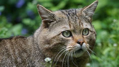 Wallpaper Wild Cat Face Eyes Hd Picture Image