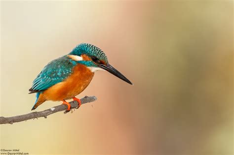 Photographing Birds Focusing Tips For Getting Sharp Images
