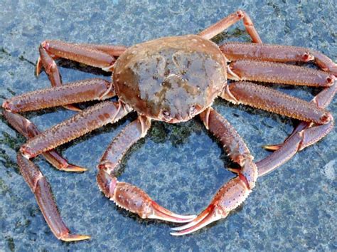 15 Types Of Ocean Crabs Characteristics