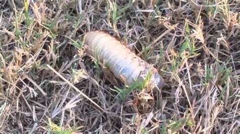 Huge Grub Worm Moving In The Grass Youtube
