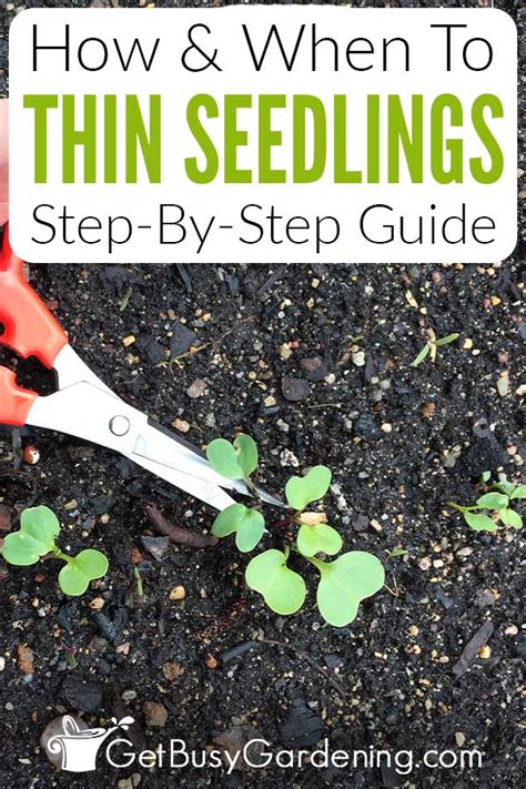 Thinning Seedlings A Beginners Guide For How To Thin Seedlings