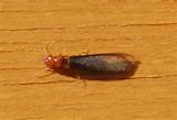 Images of Pacific Dampwood Termite