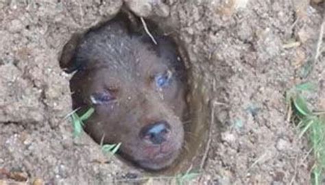 Terrified Dog Tortured Buried Alive In Cruel Attack Newshub