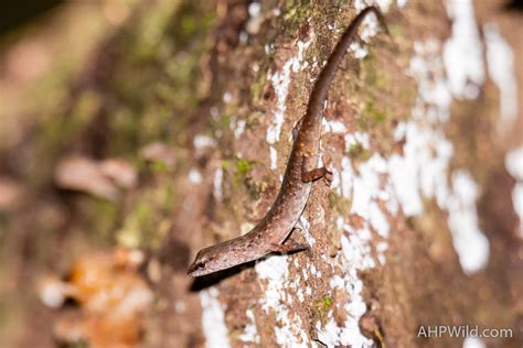 Orange Tailed Shadeskink Ahp Wild