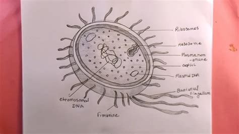 How To Draw Bacteria Easy Easilybacteria Drawing Youtube