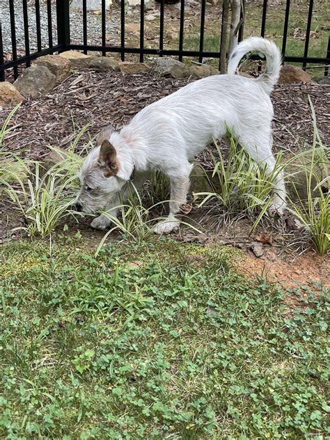 Ridge - Beautiful Together Animal Sanctuary