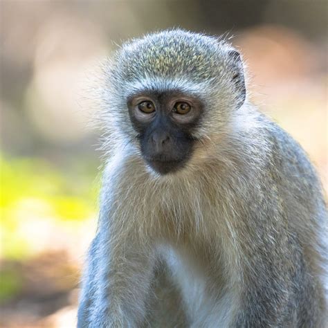 Vervet Monkey Looking At Camera Kigambira Safari Lodge