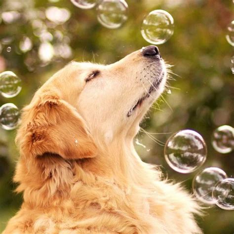 Bubbles Dog Incredibubbles Pet Connection