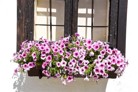 5 Cascading Plants And Flowers For Window Boxes
