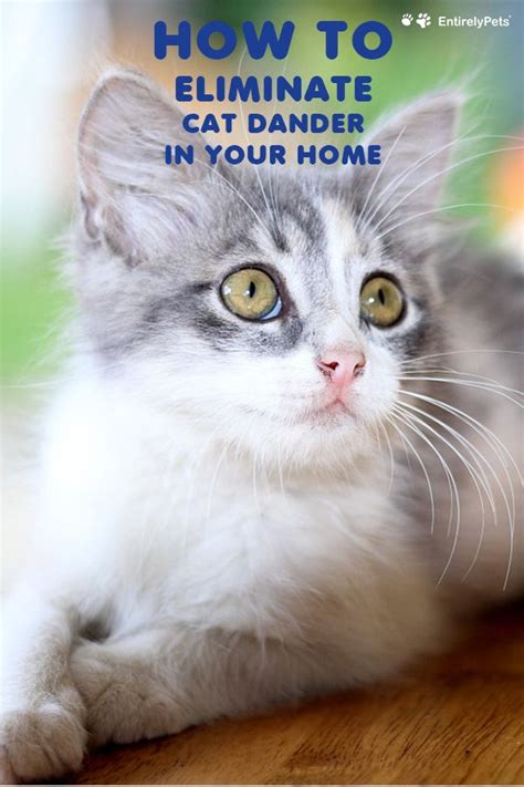 Cats can have multiple types of allergies. Tips to Eliminate Cat Dander in Your Home | Pet dander ...