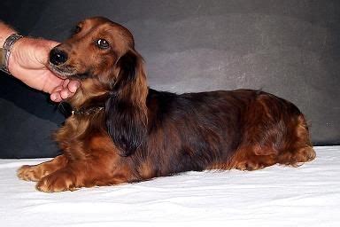 They all get daily exercise & love! Long Haired Dachshund | Red Longhaired Miniature Dachshund ...