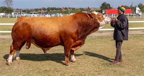 Selecting The Best Bulls For Dairy Farming South Africa