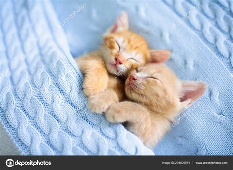 Cute Baby Kittens Sleeping